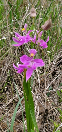 Image of Calopogon oklahomensis by (c) Ayla, some rights reserved (CC BY)