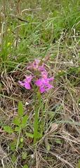Calopogon oklahomensis