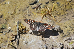 Euphydryas chalcedona