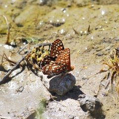 Euphydryas chalcedona