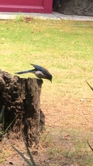 Aphelocoma woodhouseii