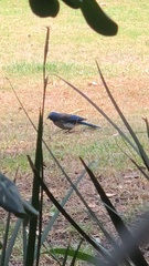 Aphelocoma woodhouseii