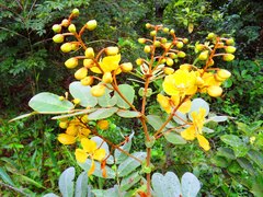 Acridocarpus