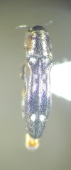 Agrilus esperanzae