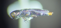 Agrilus esperanzae