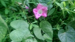 Ipomoea purpurea