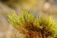 Flexitrichum flexicaule