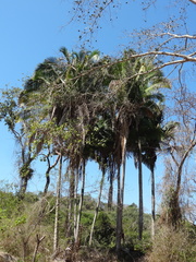 Attalea cohune
