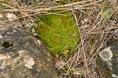 Flexitrichum flexicaule