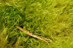 Flexitrichum flexicaule