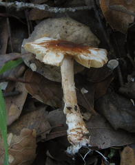 Lepiota cristata