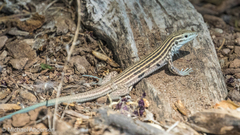 Aspidoscelis neomexicanus