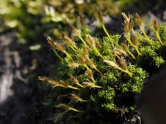Ulota crispa