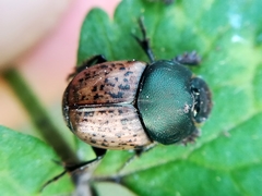 Onthophagus medius