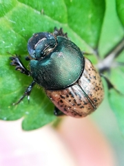 Onthophagus medius