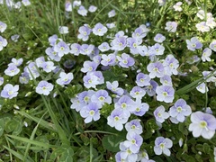 Veronica filiformis