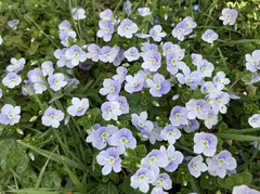 Veronica filiformis