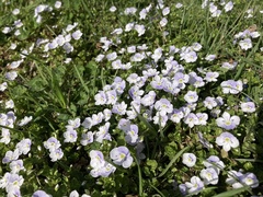 Veronica filiformis