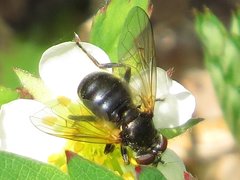 Blera nigra