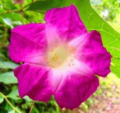 Ipomoea orizabensis