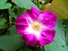 Ipomoea orizabensis