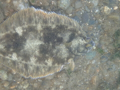Lepidopsetta bilineata