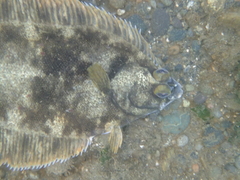 Lepidopsetta bilineata