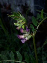 Vicia sepium