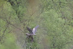 Ardea herodias herodias