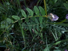 Vicia sepium