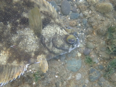 Lepidopsetta bilineata