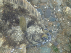 Lepidopsetta bilineata