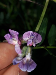 Vicia sepium