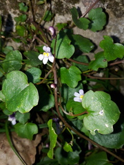 Cymbalaria muralis