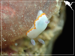 Goniobranchus rubrocornutus