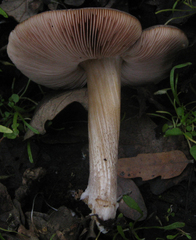 Pluteus ephebeus