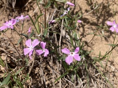 Phlox speciosa