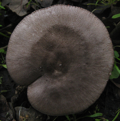 Pluteus ephebeus