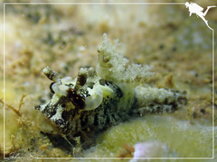 Goniodoris joubini