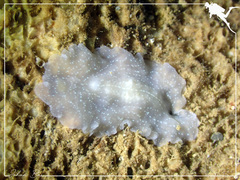 Pericelis