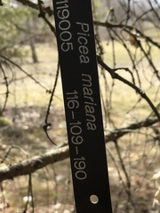 Truncatella conorum-piceae