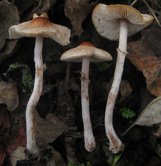 Lepiota neophana