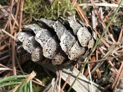 Truncatella conorum-piceae