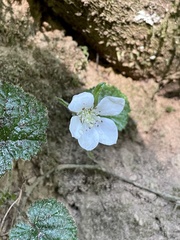 Rubus pumilus