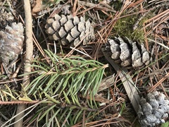 Truncatella conorum-piceae