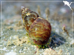 Phasianella