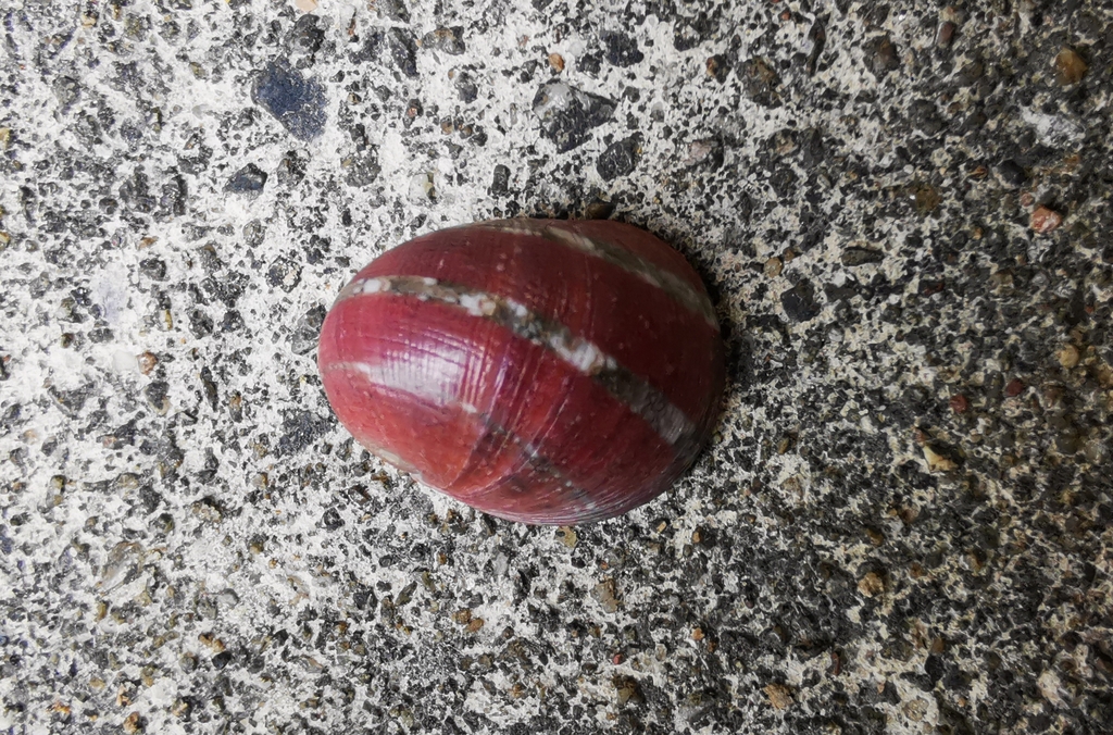 Nerita litterata (Nerita litterata) — recorded at Viking Cave