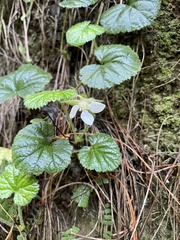 Rubus pumilus