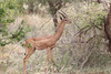 Gerenuk - Photo (c) Fabrice Stoger, some rights reserved (CC BY-SA)
