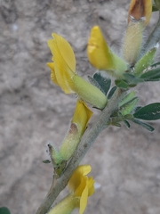 Chamaecytisus hirsutus